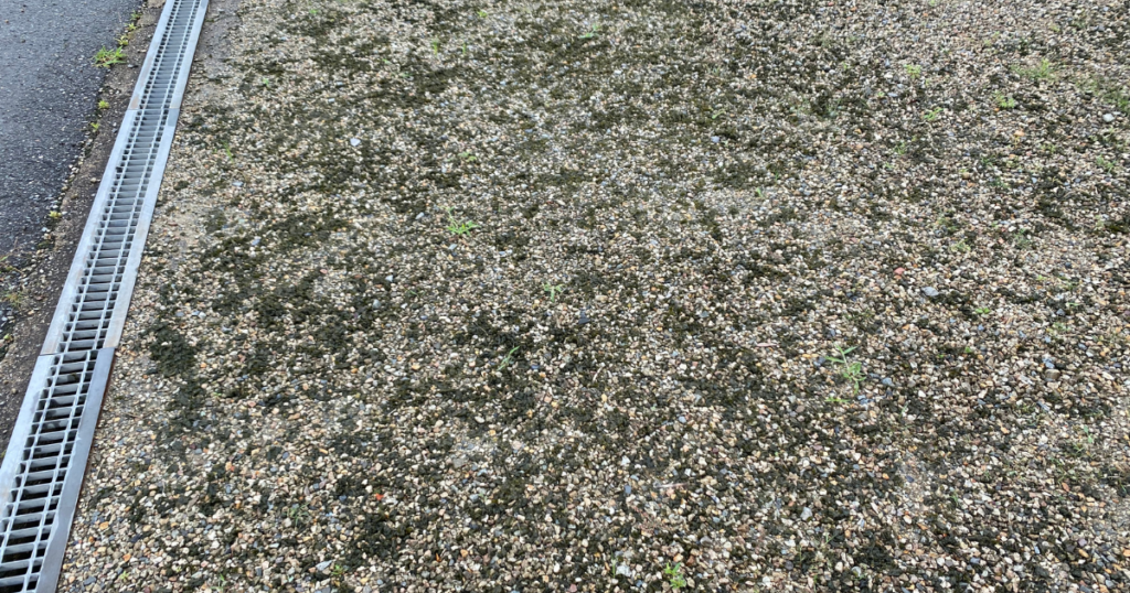 砂利の駐車場に発生したイシクラゲの写真