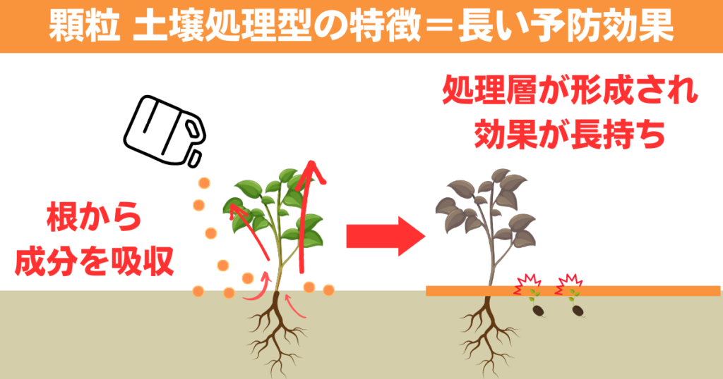 顆粒除草剤、土壌処理型の効果の仕組み図解